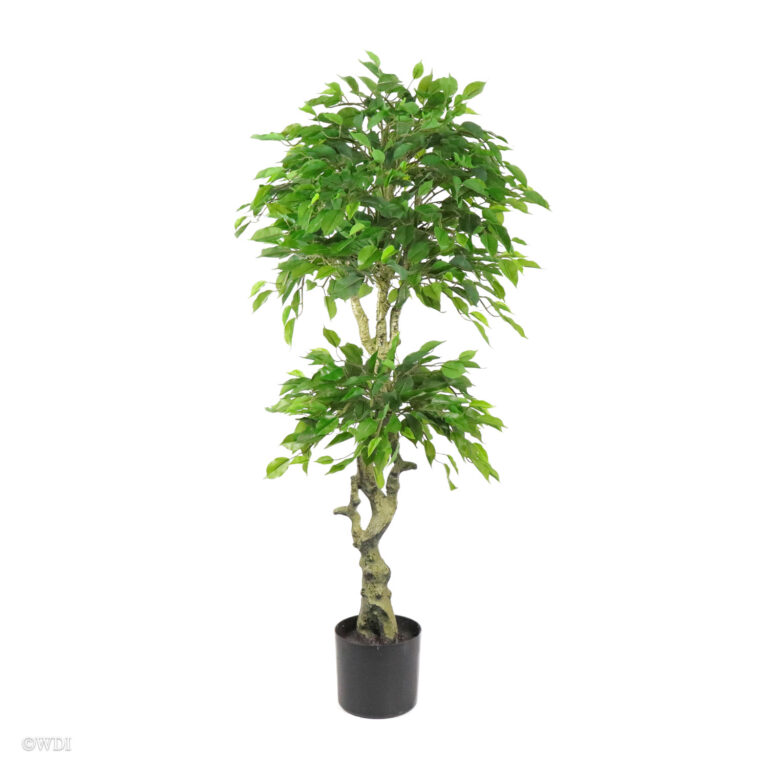 Ficus Tree, 4.5ft (UV)