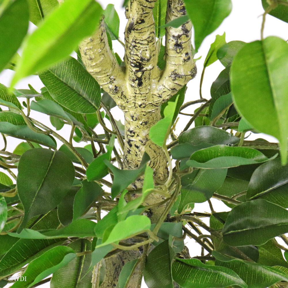 Unpotted Ficus Tree, 4.5ft (UV) - Image 4