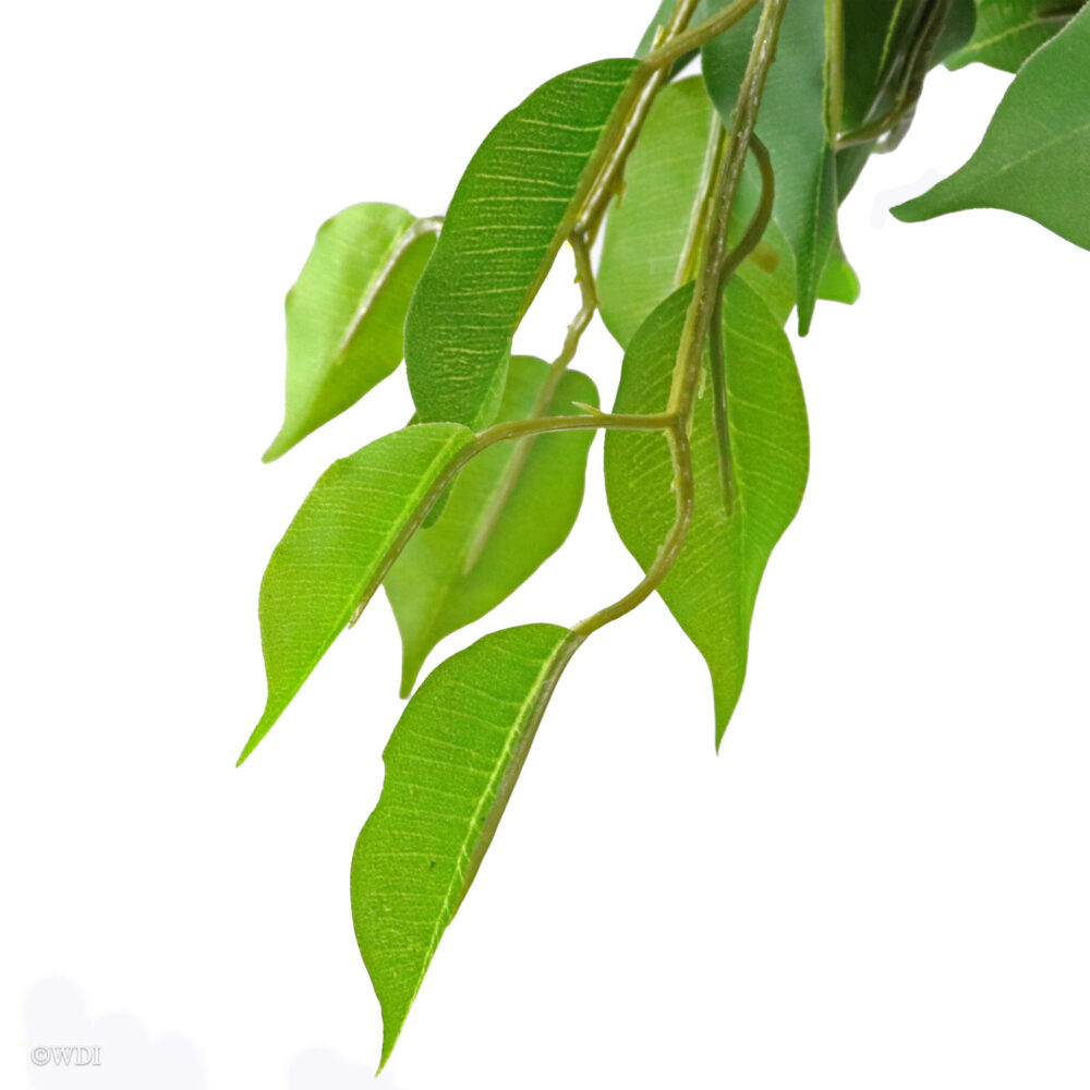 Unpotted Ficus Tree, 4.5ft (UV) - Image 3