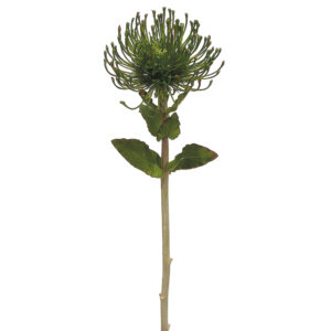 Protea Spray, 26in