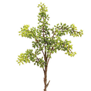 Sedum Pick, 12in