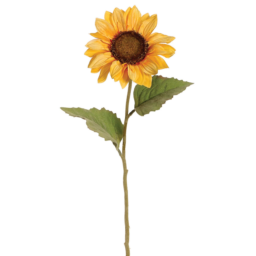 Sunflower, 24in