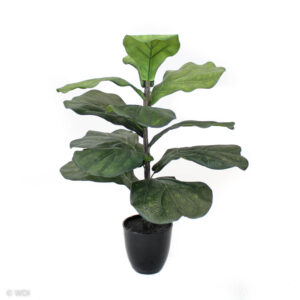 Fiddle Leaf Tree, 24in