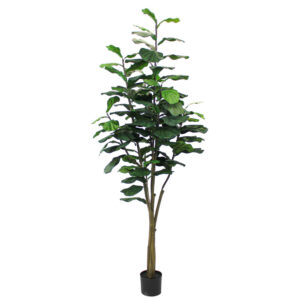 Fiddle Leaf Tree, 7ft