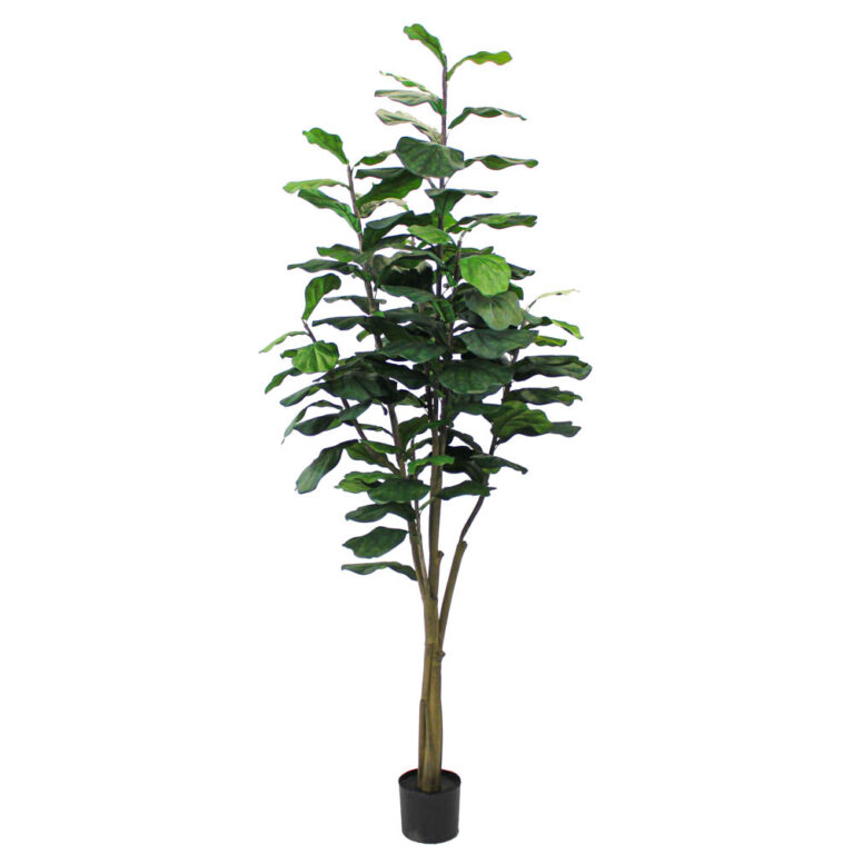 Fiddle Leaf Tree Unpotted, 7ft