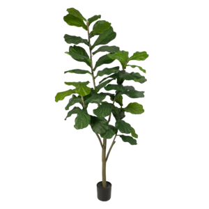 Fiddle Leaf Tree, 5ft
