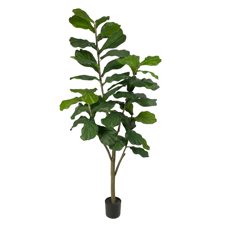 Fiddle Leaf Tree Unpotted, 5ft