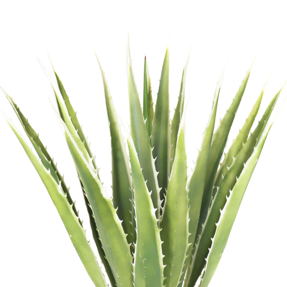 Unpotted Agave Plant, 36in - Image 2