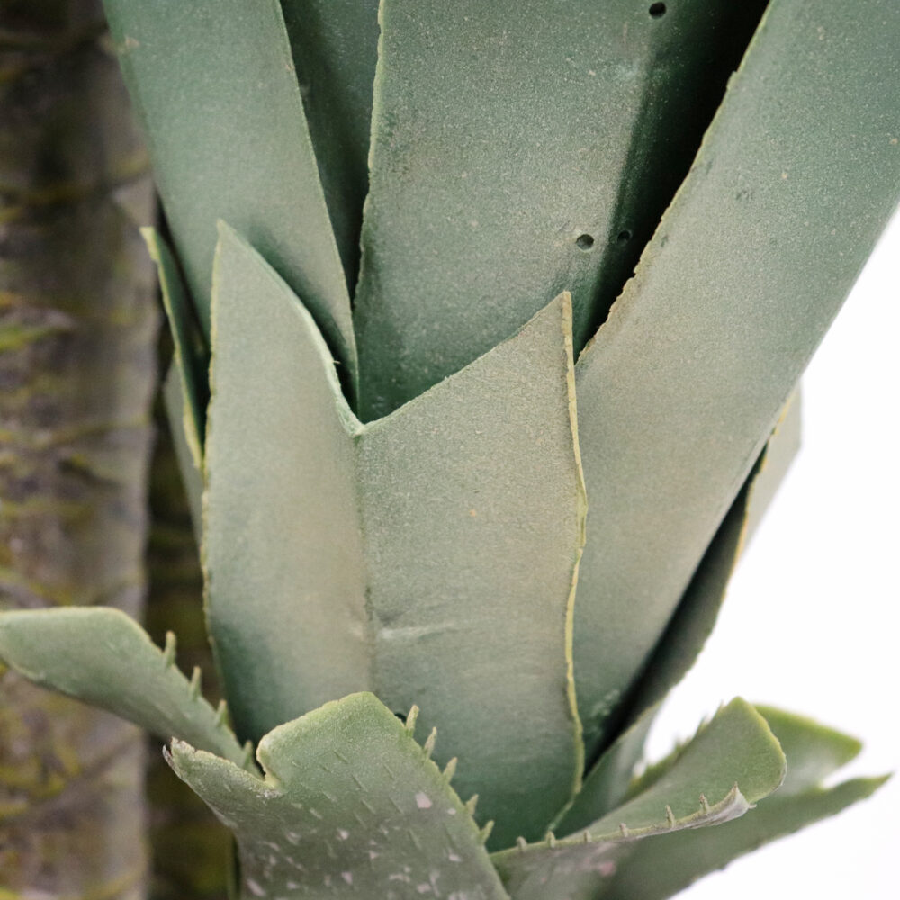 Unpotted Aloe Tree, 5.5ft - Image 4