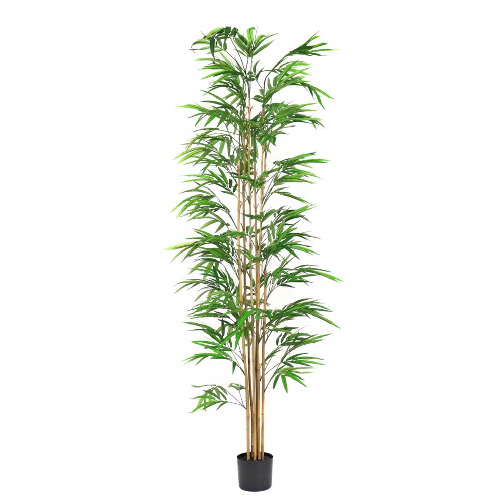 Unpotted Bamboo Tree, Natural, 7ft - Image 4