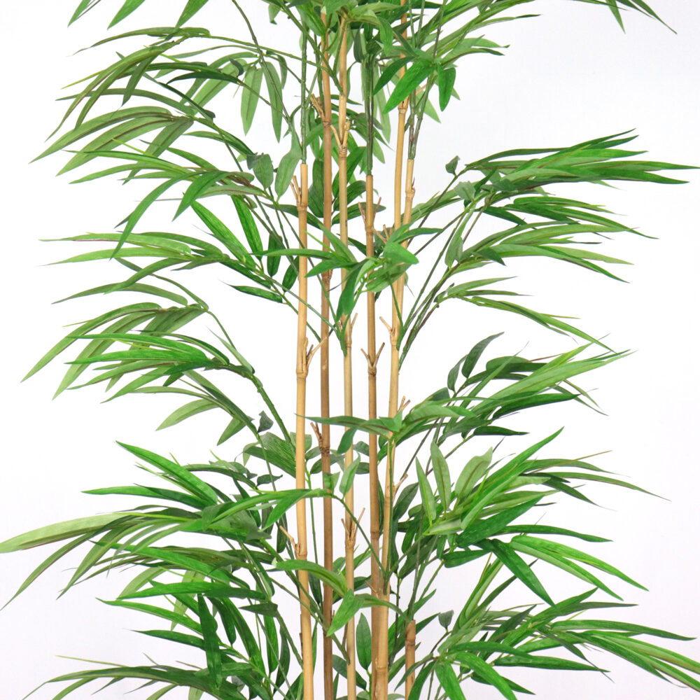 Bamboo tree leaves picture