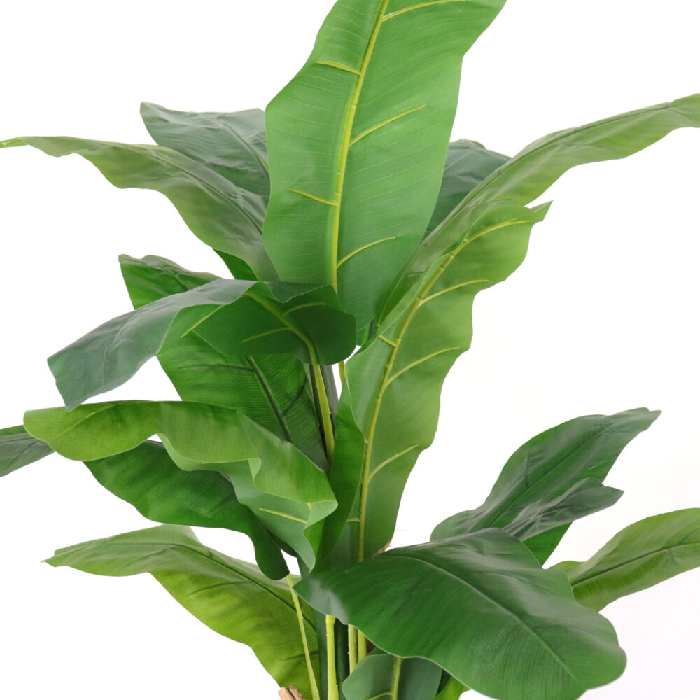 Unpotted Banana Tree, 5ft - Image 3