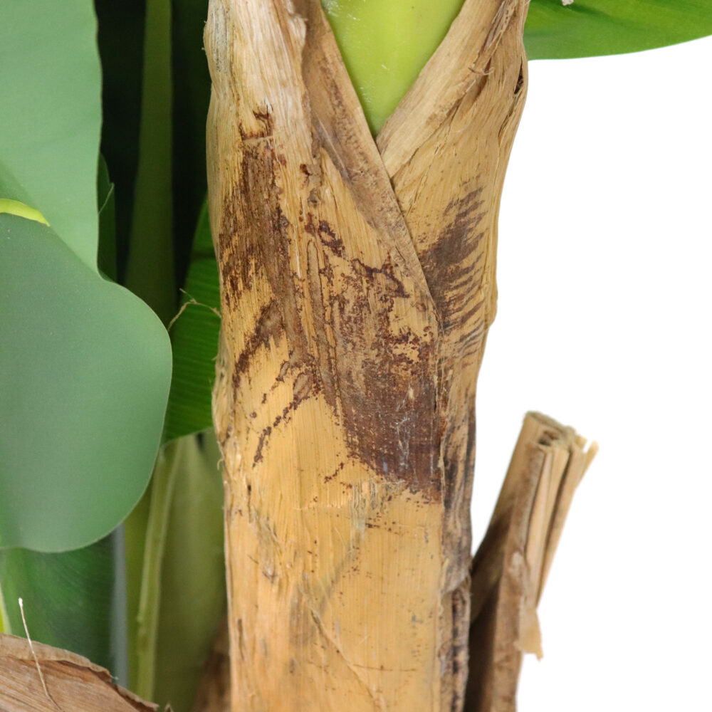 Unpotted Banana Tree, 5ft - Image 5