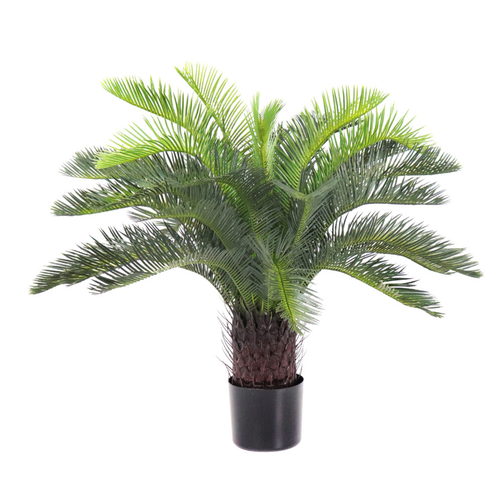 Unpotted Cycas Plant, 29in - Image 4