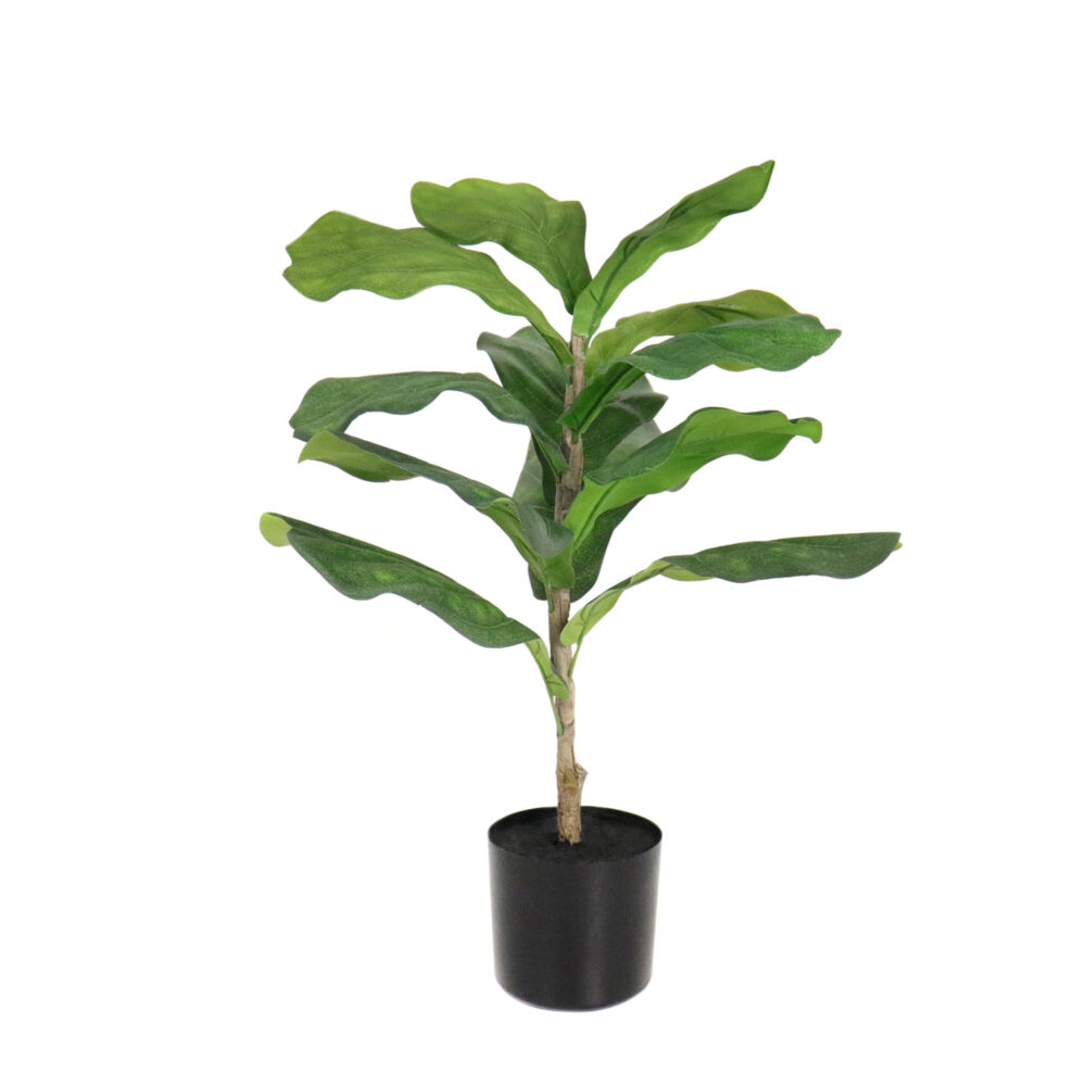 Unpotted Fiddle Leaf Tree, 24in - Image 5