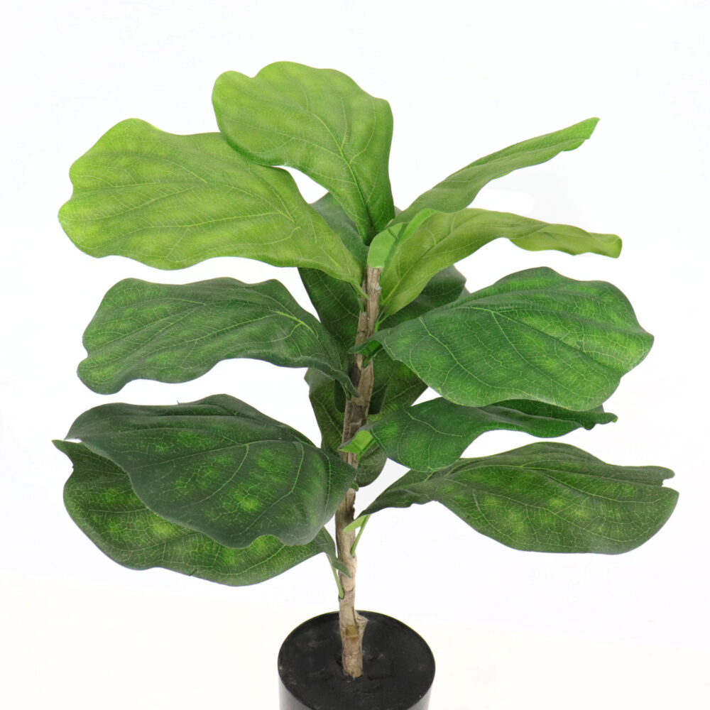 Unpotted Fiddle Leaf Tree, 24in - Image 4