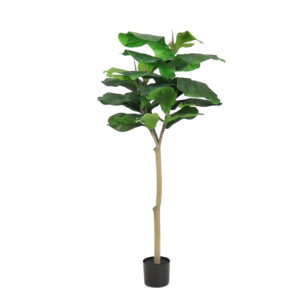 Fiddle Tree Ball-Top (Big Leaf), 5ft