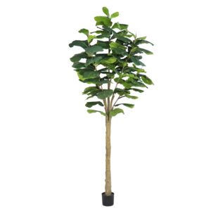 Fiddle Tree (Big Leaf), 10ft