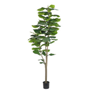 Fiddle Tree (Big Leaf), 8ft