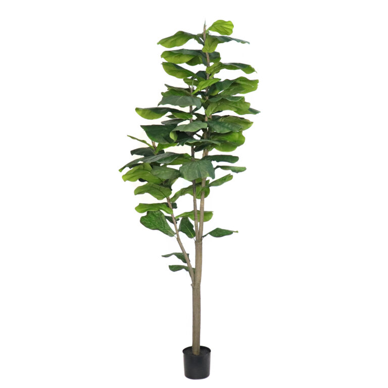Fiddle Tree (Big Leaf), 8ft
