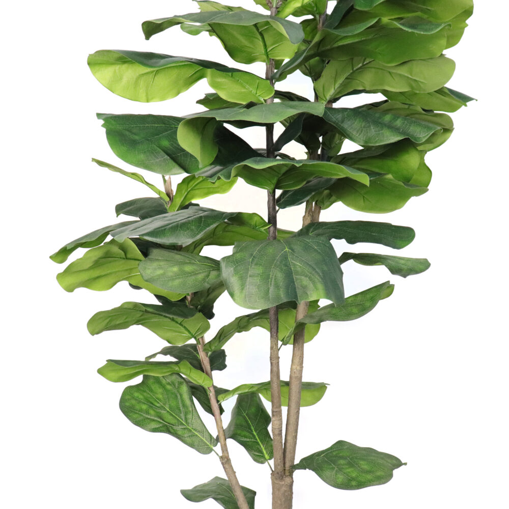 Unpotted Fiddle Tree (Big Leaf), 8ft - Image 3