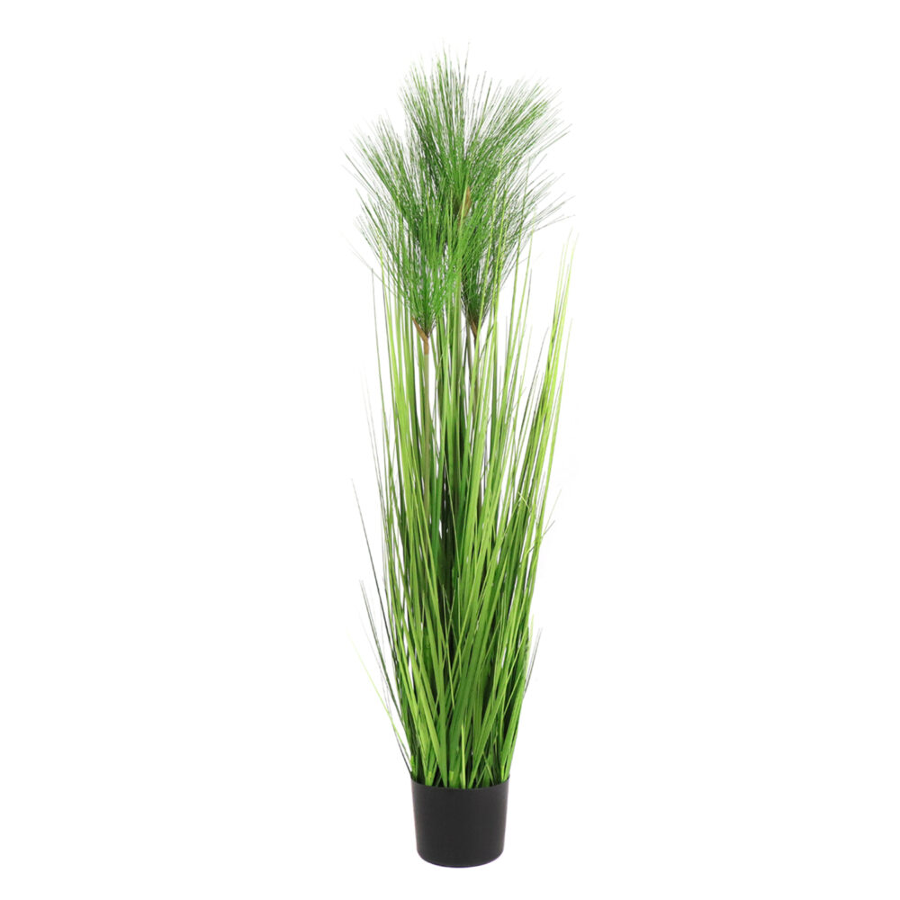 Unpotted Papyrus (Grass and Pine Needles), 4ft - Image 4