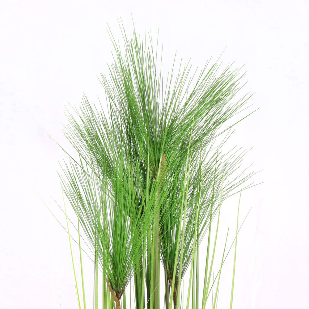 Unpotted Papyrus (Grass and Pine Needles), 4ft - Image 3