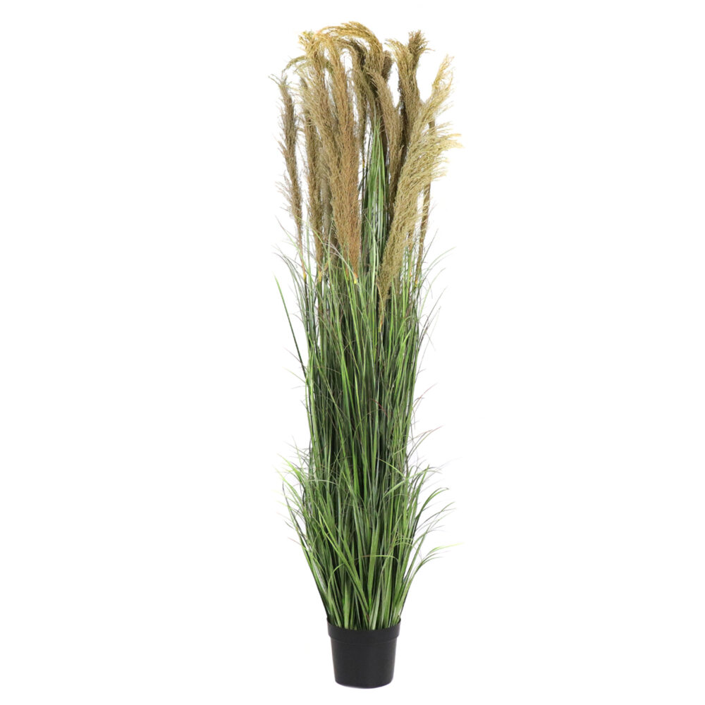 Unpotted Grass and Natural Reeds, 6ft - Image 2