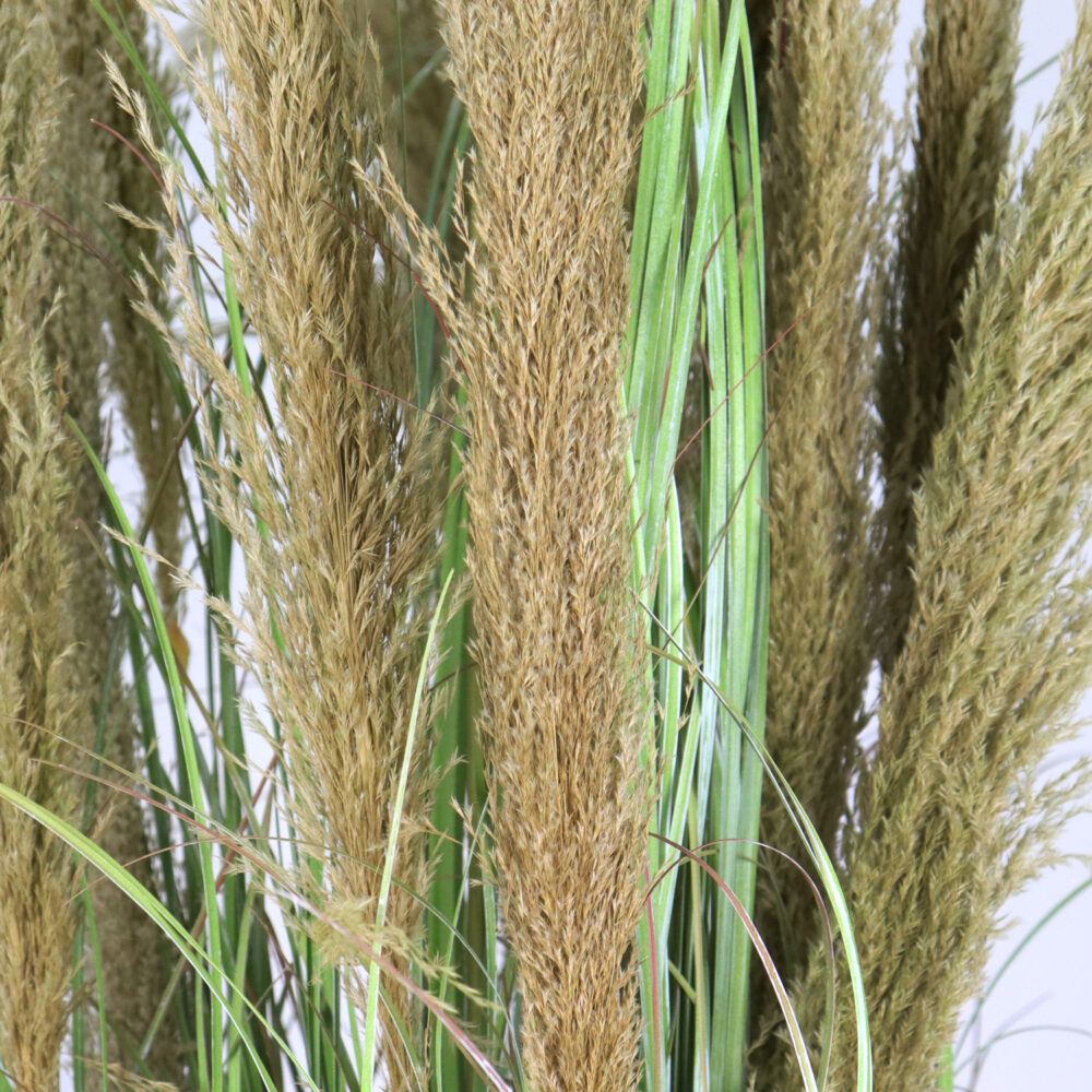 Unpotted Grass and Natural Reeds, 6ft - Image 5