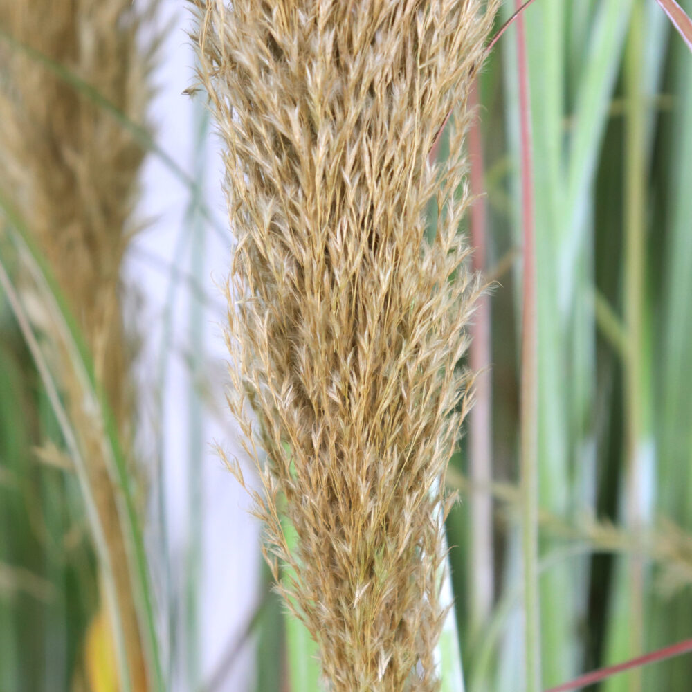 Unpotted Grass and Natural Reeds, 6ft - Image 3