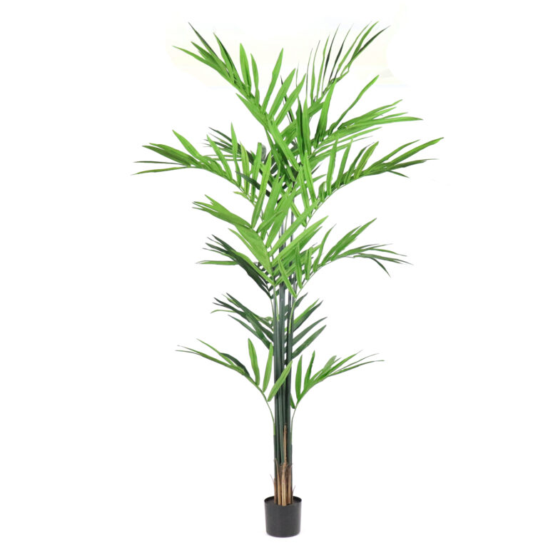 Kentia Palm, 8ft