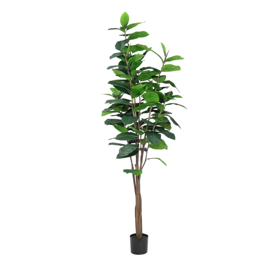 Unpotted Rubber Tree, 8ft