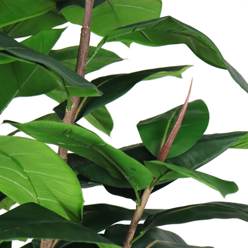 Unpotted Rubber Tree, 8ft - Image 5