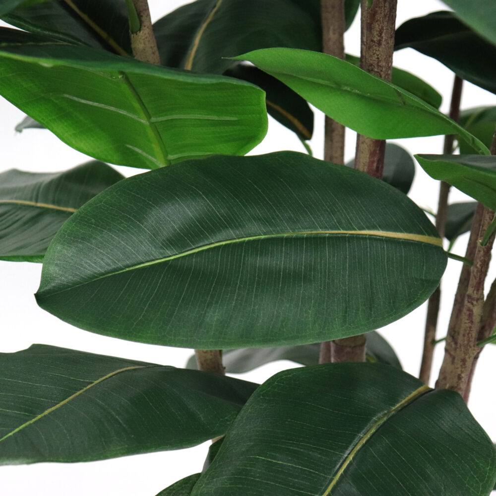 Unpotted Rubber Tree, 8ft - Image 4