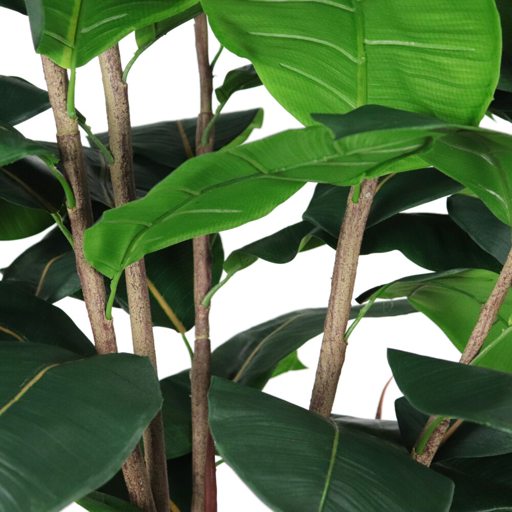 Unpotted Rubber Tree, 8ft - Image 3