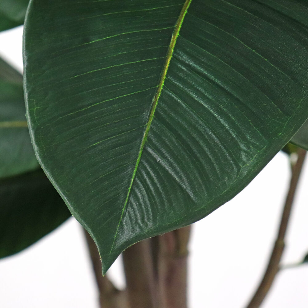 Unpotted Rubber Tree, 8ft - Image 2