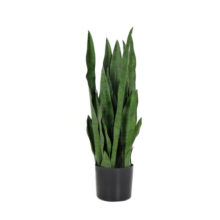 Snake Plant / Tiger Tail Unpotted, Dark Green, 24in