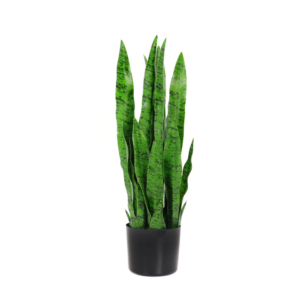 Unpotted Snake Plant / Tiger Tail, Light Green, 24in - Image 2