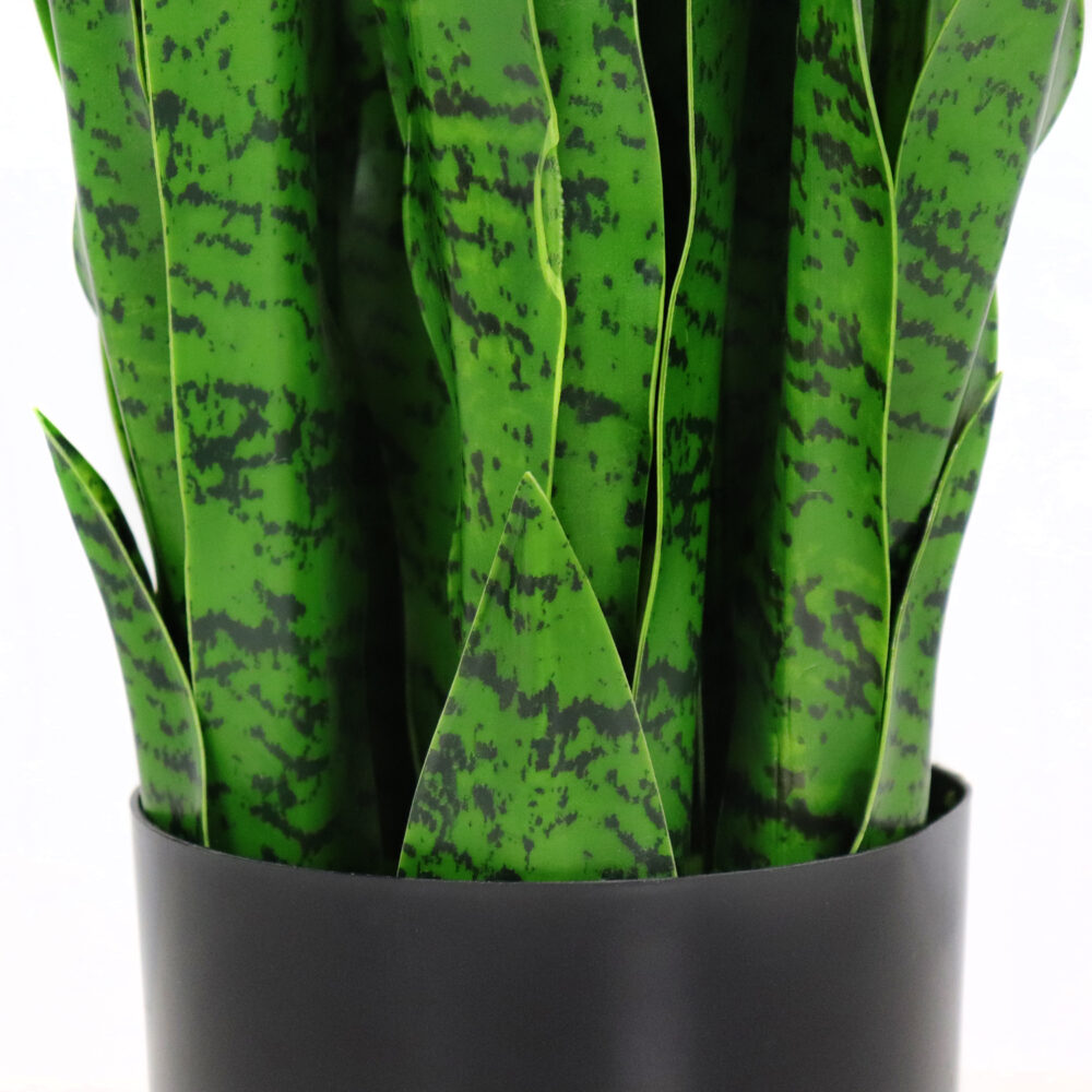 Unpotted Snake Plant / Tiger Tail, Light Green, 24in - Image 3