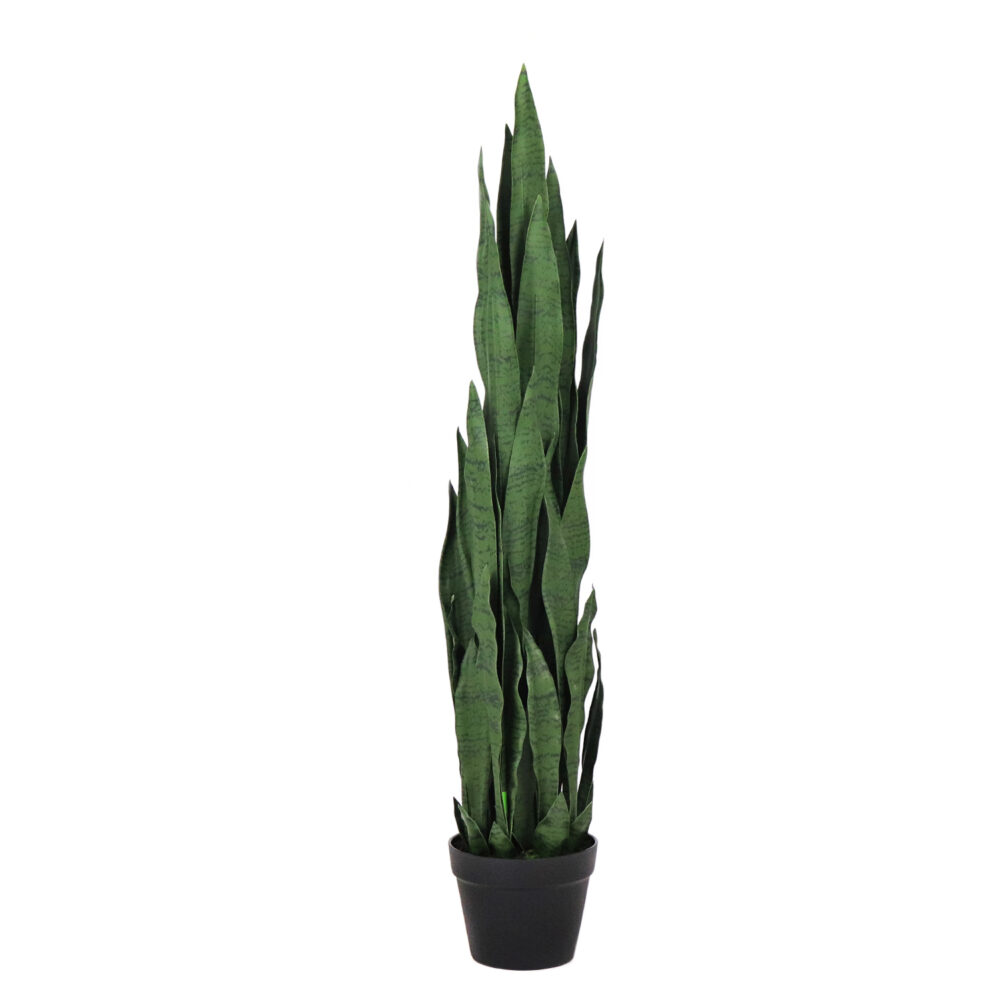 Unpotted Snake Plant / Tiger Tail, Dark Green, 42in - Image 2