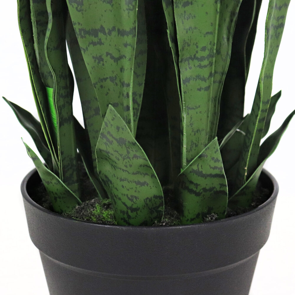 Unpotted Snake Plant / Tiger Tail, Dark Green, 42in - Image 4