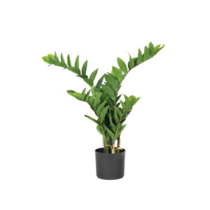 Zamiifolia Plant, 30in