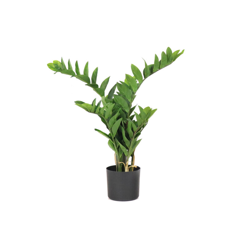 Zamiifolia Plant, 30in
