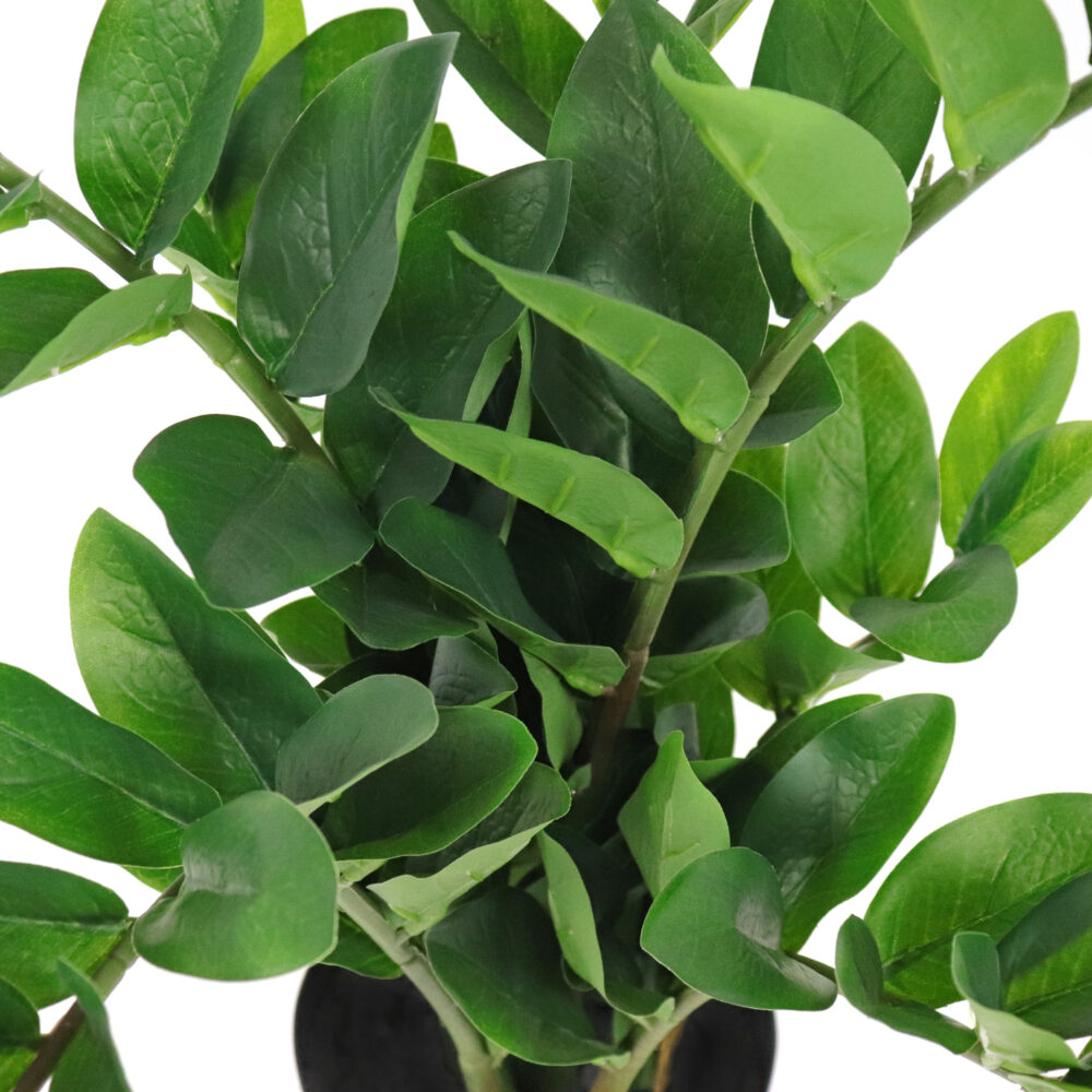 Unpotted Zamiifolia Plant, 30in - Image 2