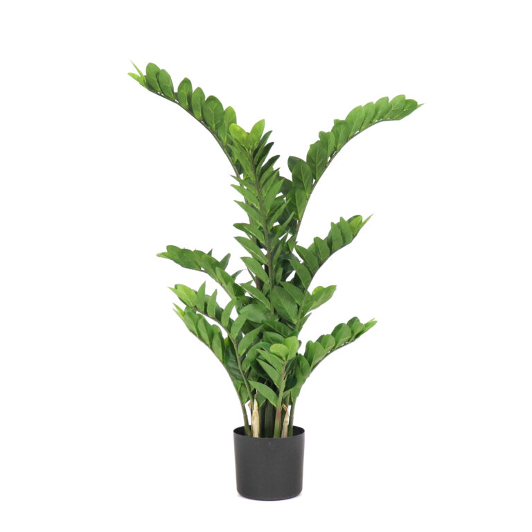 Zamiifolia Plant Unpotted, 42in