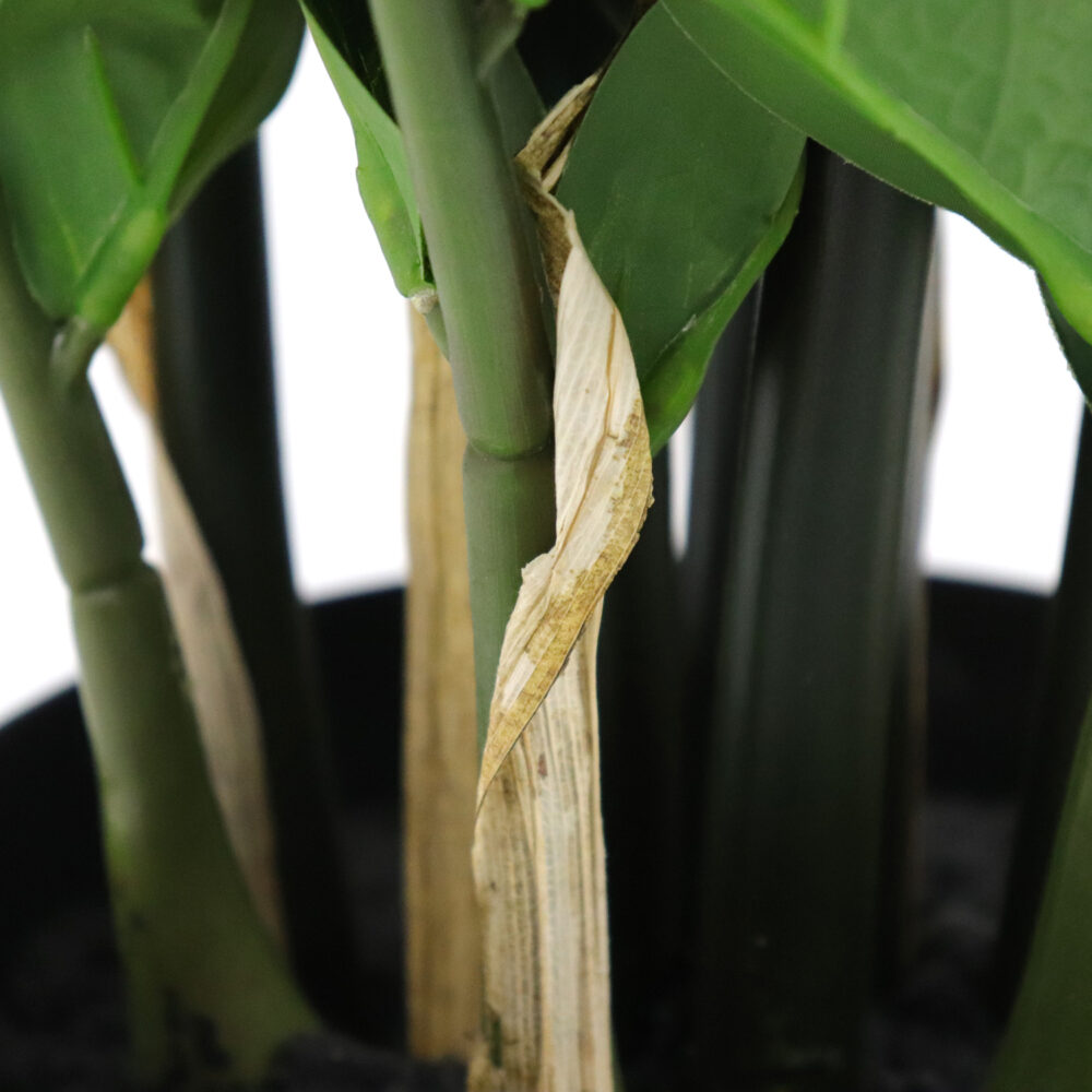 Unpotted Zamiifolia Plant, 42in - Image 3