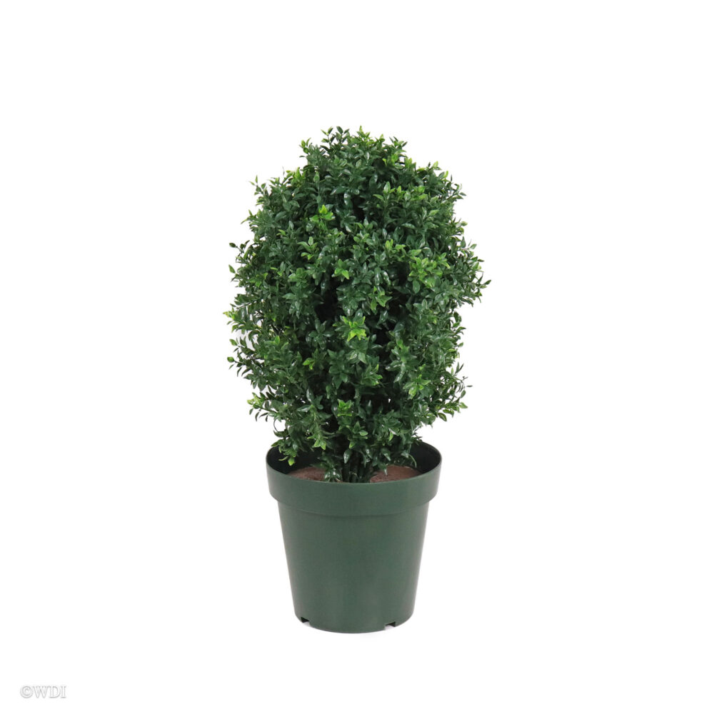 Opal Basil Shrub, Green Two-Tone, 24in (UV)