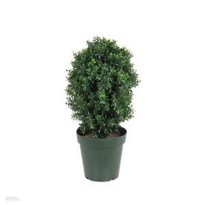 Opal Basil Shrub, Green Two-Tone, 20in (UV)