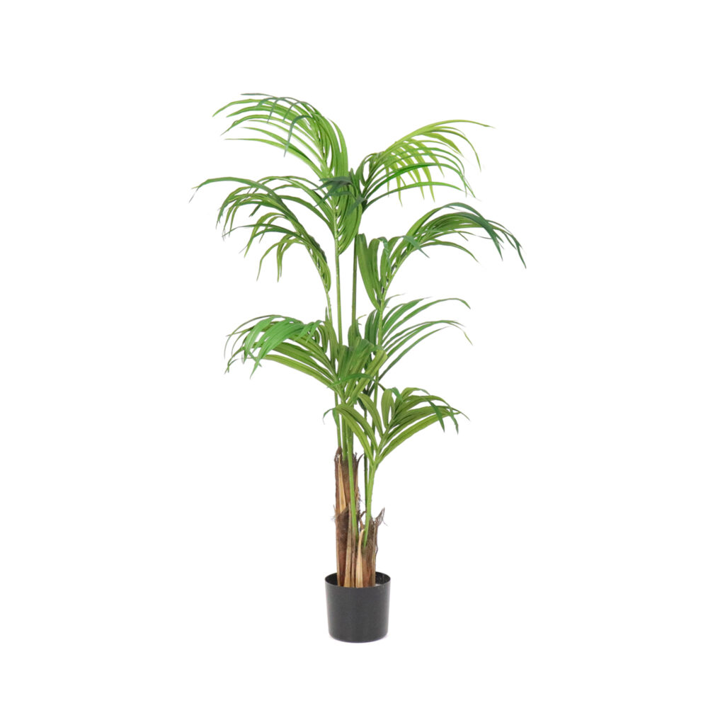 Unpotted Costa Palm Tree, 5ft