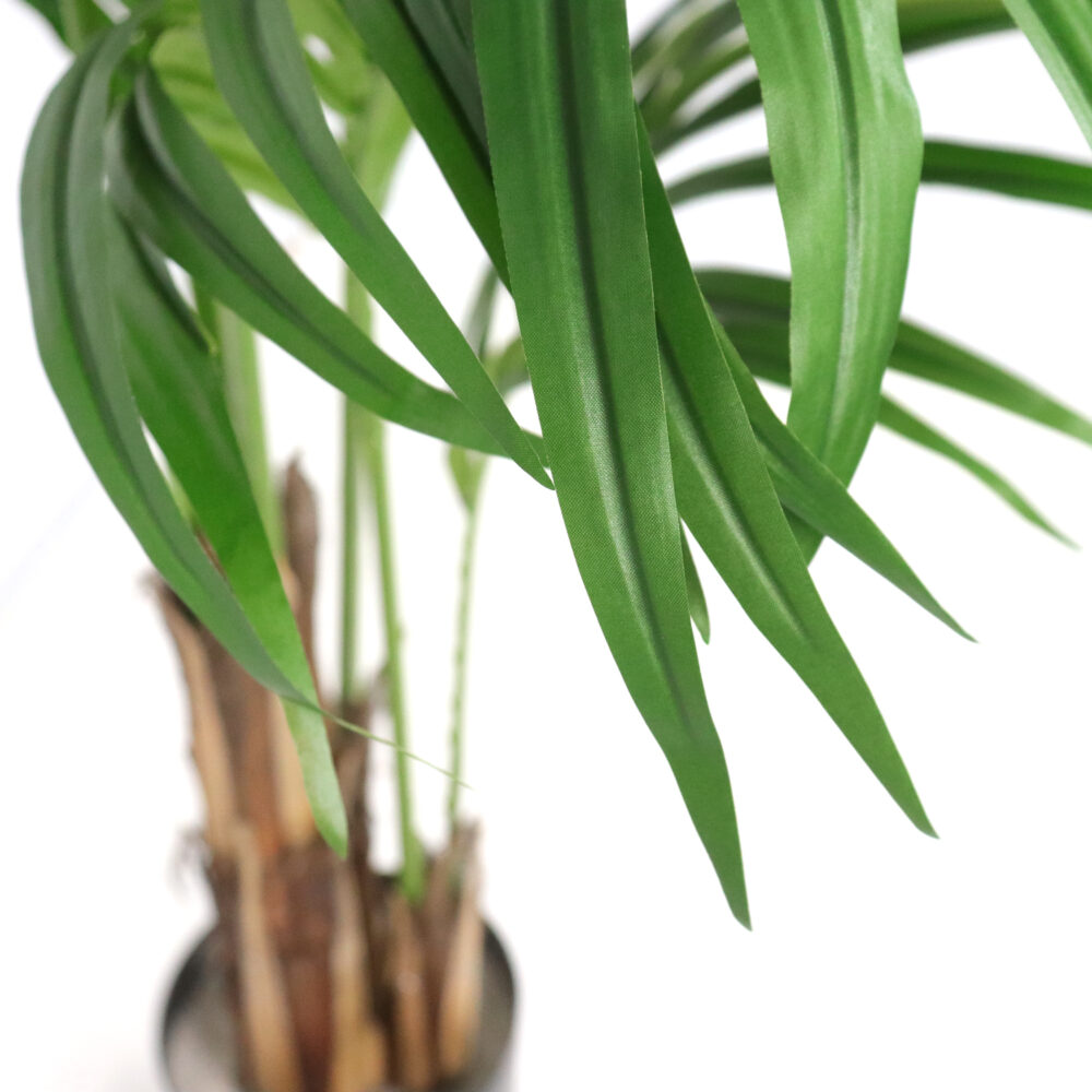 Unpotted Costa Palm Tree, 5ft - Image 4